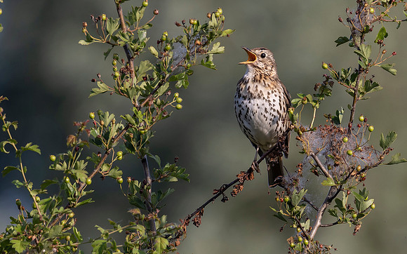 24c Zanglijster, Songthrush, Groenlanden, Ooij 12-06-2023, 0S1A3520 III