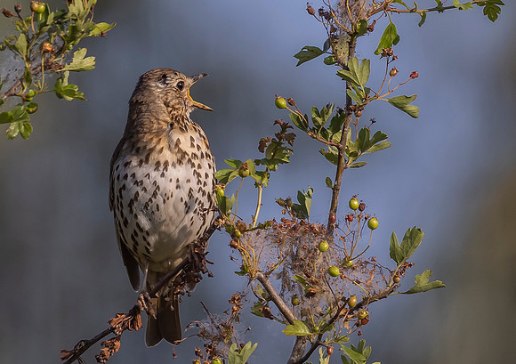 24c Zanglijster, Songthrush, Groenlanden, Ooij 12-06-2023, 0S1A3536