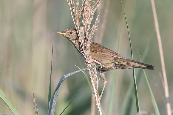 24g Sprinkhaanzanger juv, Common Grasshopper Warbler, Waverhoek 30-06-2023, 0S1A4251
