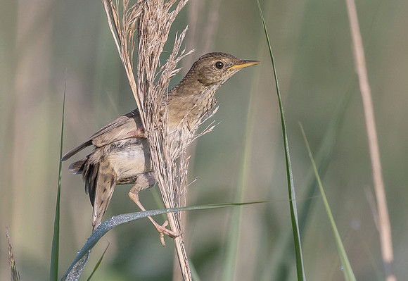 24g Sprinkhaanzanger juv, Common Grasshopper Warbler, Waverhoek 30-06-2023, 0S1A4254