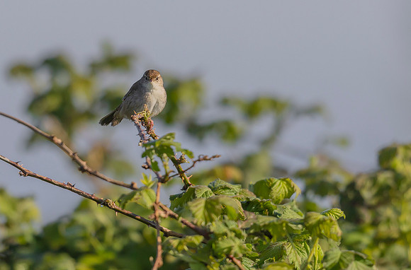 24g Cetti's zanger, Cetti's Warbler, Waverhoek 30-04-2023, 0S1A0941 def rec IV