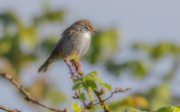 24g Cetti's zanger, Cetti's Warbler, Waverhoek 30-04-2023, 0S1A0935 def rec IX def