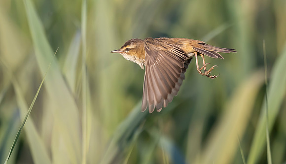 24f Rietzanger, Sedge Warbler, Waverhoek 10-06-2023, 0S1A3283 def rec