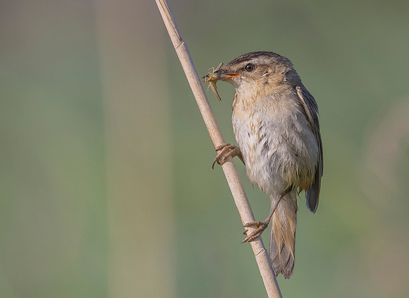 24f Rietzanger,  Sedge Warbler, Waverhoek 30-06-2023, 0S1A4179
