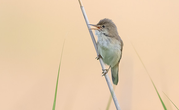 24b Kleine Karakiet, Reed Warbler, Waverhoek 10-06-2023, 0S1A3177 IV