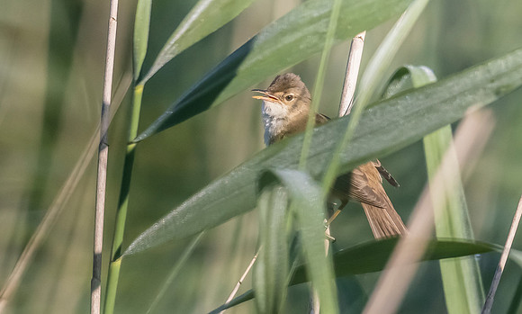 24b Kleine Karekiet, Reed Warbler, Parkbos de Haar 10-07-2023, 0S1A4704