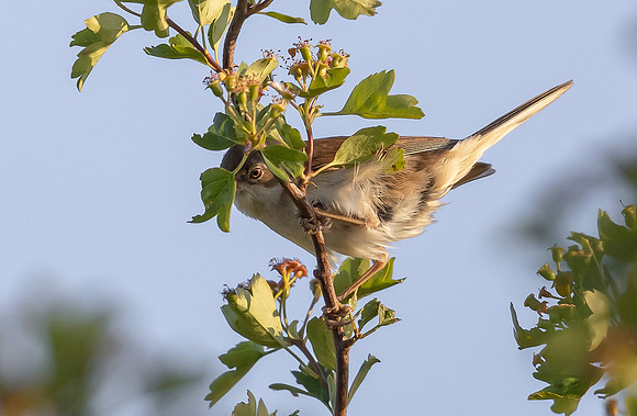 24b Grasmus m, Common Whitethroat, Goilberdinger Waard, 03-06-2023, 0S1A2557