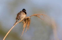 24b Rietgors m, Reedbunting, Waverhoek 25-05-2023, 0S1A2446