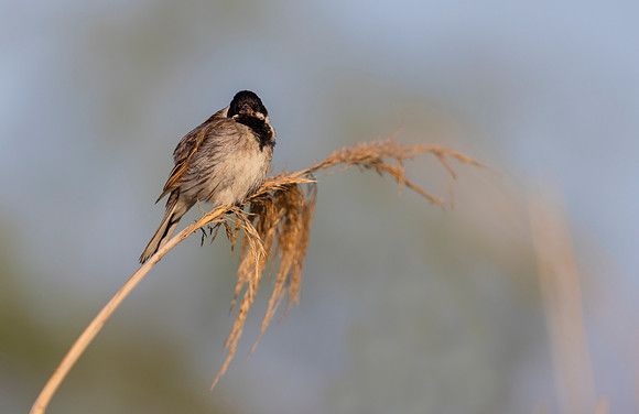 24b Rietgors m, Reedbunting, Waverhoek 25-05-2023, 0S1A2446