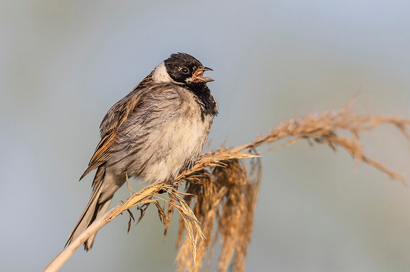 24b Rietgors m, Reedbunting, Waverhoek 25-05-2023, 0S1A2448