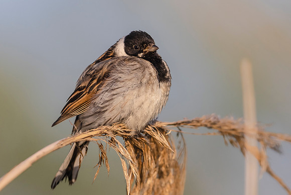 24b Rietgors m, Reedbunting, Waverhoek 25-05-2023, 0S1A2485
