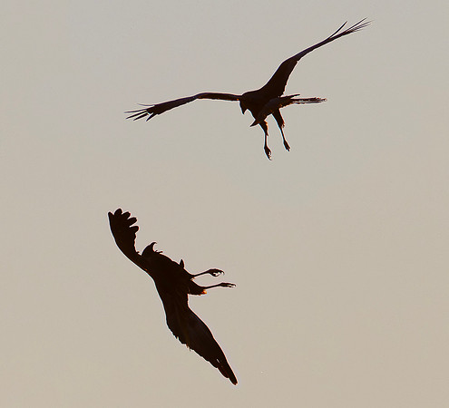 Bruine Kiekendief ♀, ♂, balts, Marsh harrier, courtship, Rietlanden Kockengen 2025