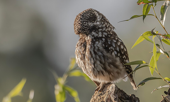 8419 Steenuil, Little Owl, groene hart 2024, 0S1A7283