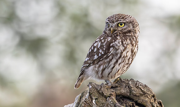 Steenuil, Little Owl, Groene Hart 2024