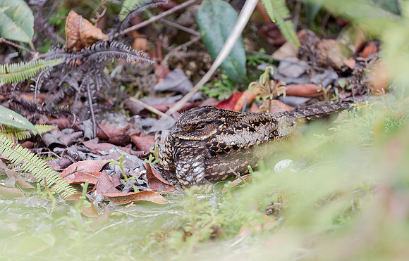 Heinrich's Nightjar, Diabolical Nightjar, Lore Lindu NP, Sulawesi, Indonesia 2018