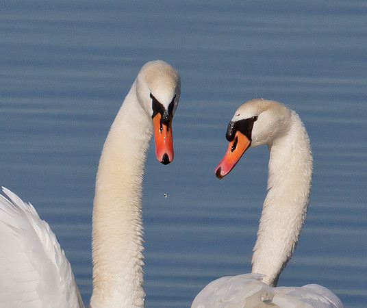 715-Knobbelzwaan-♂,♀,-Nuldernauw,-26-02-2019,-S1A1431-b