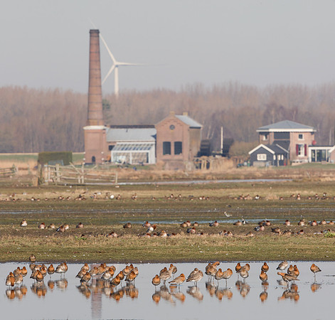Nederland, Polder Arkemheen with Black-tailed Godwit,  Grutto,  Nijkerk 2019