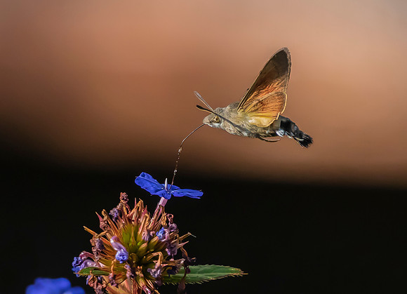 Kolibrievlinder op loodkruid, Hummingbird Hawk-moth on Leadwort, Kockengen  2022