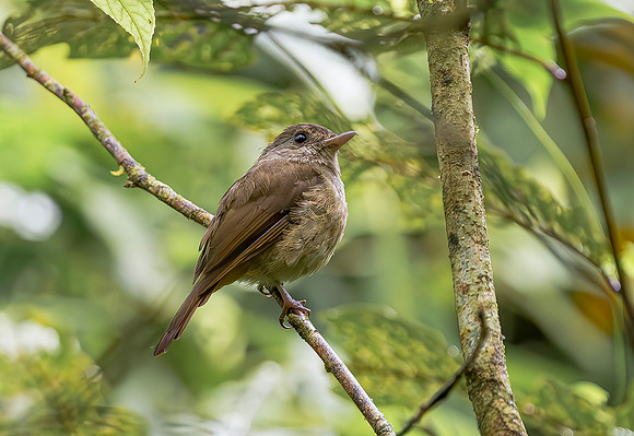 Matinan Flycatcher, Gunung Ambang, Sulawesi 2018