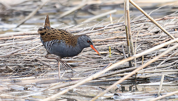 Waterral, Water Rail, Marker Wadden 2024