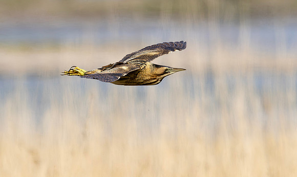 Roerdomp, Eurasian Bittern, Marker Wadden 2024