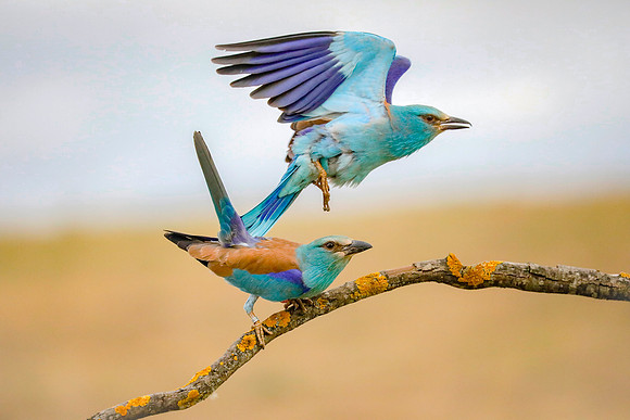 Scharrelaar ♀, ♂, European Roller, Campo Lugar, España 2019,