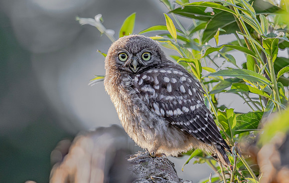 Steenuil juv, Little Owl, Groene Hart 2025
