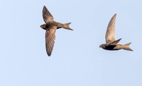 Gierzwaluw, Common Swift, Heeg 2022 (8530)