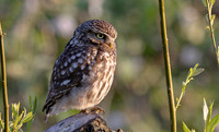 Steenuil, Little Owl, Groene Hart, Nederland 2024