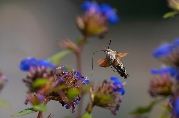 Kolibrievlinder op loodkruid, Hummingbird Hawk-moth on Leadwort, Kockengen  2022