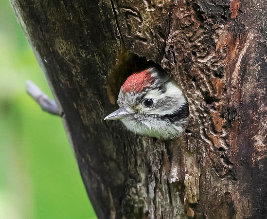761 Kleine Bonte Specht juv ♂, Saly-Lator, Hongarije 15-05-2019, 16A8172