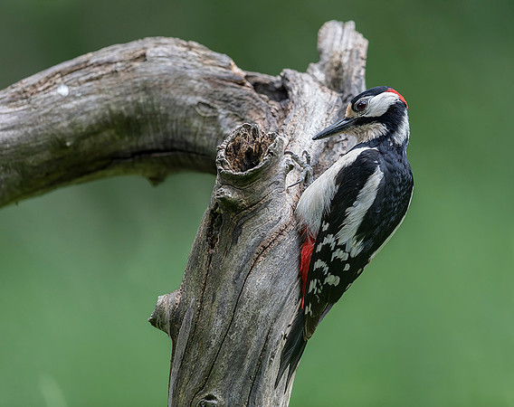 750 Grote Bonte Bonte Specht, Saly-Lator, Hongarije 17-05-2019, 16A8705 II c