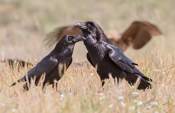 754 Raven ♀,♂, Raaf, Trujillo 14-04-2019, S1A2937 def II k2-Hersteld