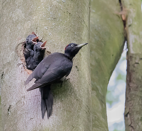 756 Zwarte Specht ad, juv, Pevestorf 22-05-2019, 16A0188 VII