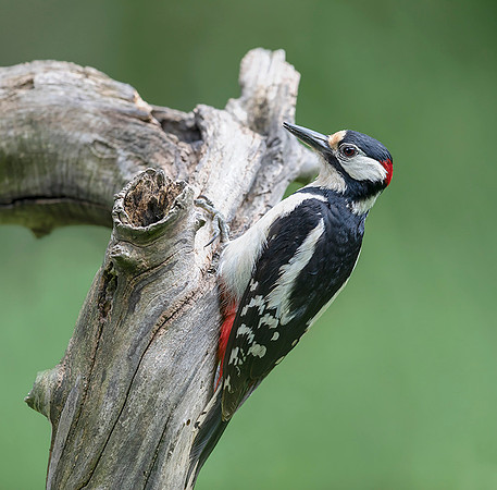 757 Grote Bonte Bonte Specht, Saly-Lator, Hongarije 17-05-2019, 16A8654 II