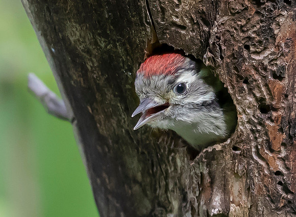 758 Kleine Bonte Specht juv ♂, Saly-Lator, Hongarije 15-05-2019, 16A8180