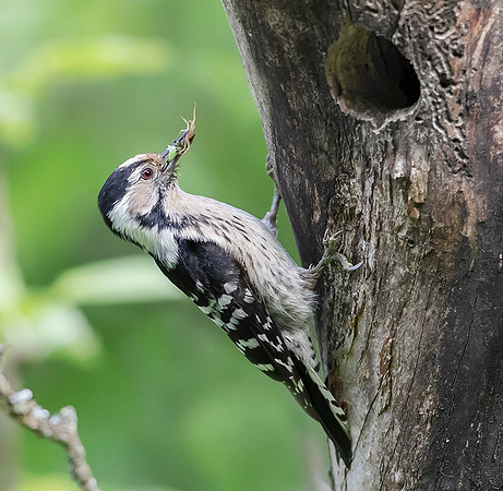 759 Kleine Bonte Specht ♀, Saly-Lator, Hongarije 15-05-2019, 16A8194