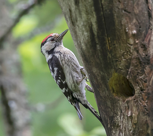 759 Kleine Bonte Specht ♂, Saly-Lator, Hongarije 15-05-2019, 16A8101