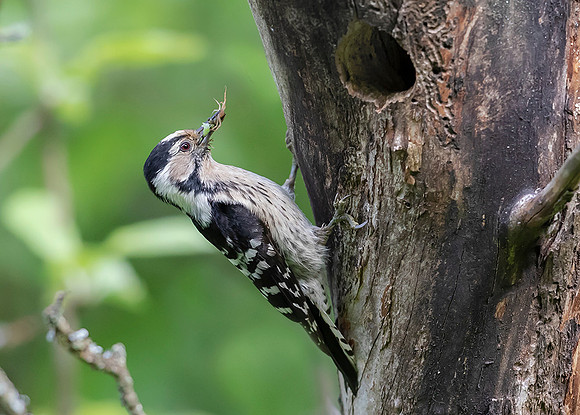760 Kleine Bonte Specht ♀, Saly-Lator, Hongarije 15-05-2019, 16A8194