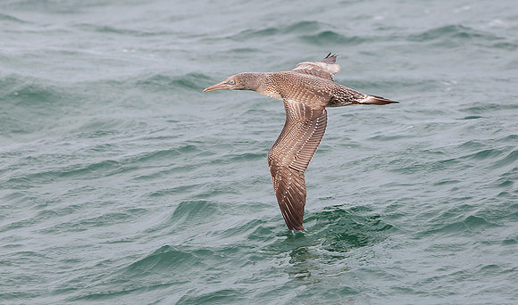 762 Jan-van-Gent juv, Neeltje Jans, 08-10-2015, S1A2111 II