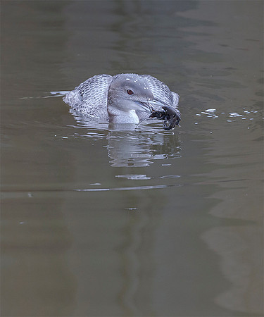 764 IJsduier, Common Loon, De Haag 2016, S1A4337