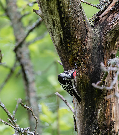 761 Kleine Bonte Specht, Saly-Lator, Hongarije 15-05-2019, 16A8144 II