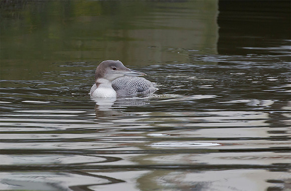 763 IJsduier, Common Loon, De Haag 2016, S1A4295