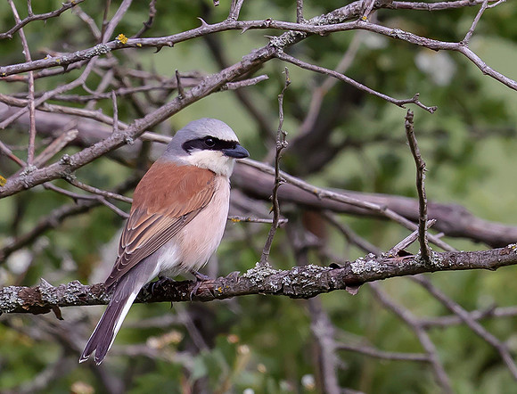765 Grauwe Klauwier, Tard dal, Hongarije 16-05-2019, 16A8325 - kopie