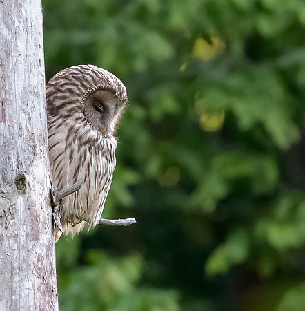784 Oeraluil, Bükk Nationaal Park, 16-05-2019, 16A8532