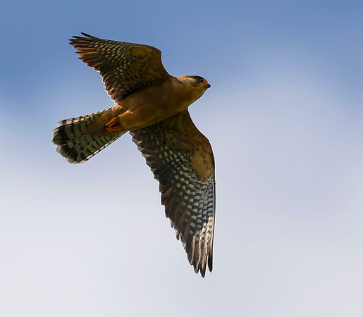 782 Roodpoot valk, Hortobagy NP 18-05-2019, 16A9584 II