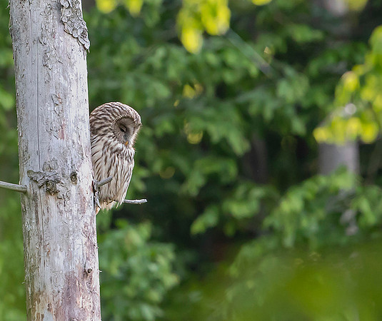 783 Oeraluil, Bükk Nationaal Park, 16-05-2019, 16A8531 II b