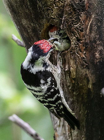 787 Kleine Bonte Specht, Saly-Lator, Hongarije 15-05-2019, 16A8081