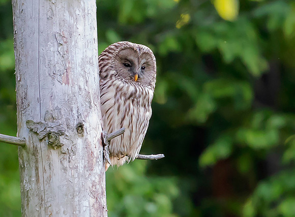786 Oeraluil, Bükk Nationaal Park, 16-05-2019, 16A8519 III b