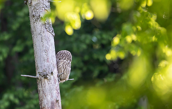 778 Oeraluil, Bükk Nationaal Park, 16-05-2019, 16A8543